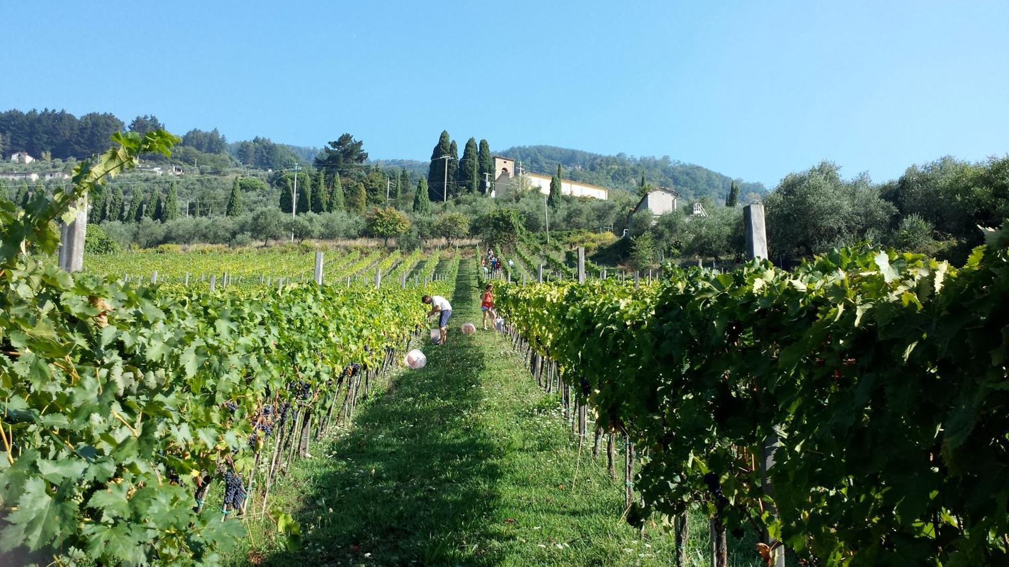 فيلا Fattoria Gambaro Di Petrognano كولودي المظهر الخارجي الصورة