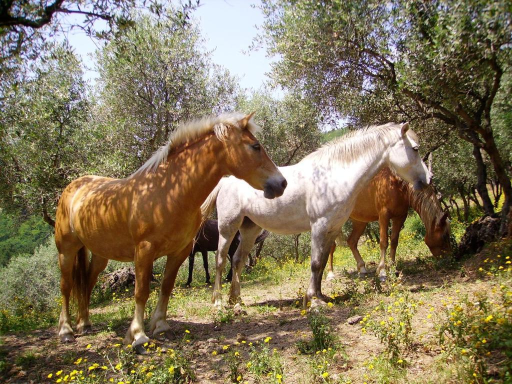 فيلا Fattoria Gambaro Di Petrognano كولودي المظهر الخارجي الصورة
